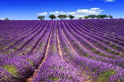 Colorido campo de lavanda en la Provenza