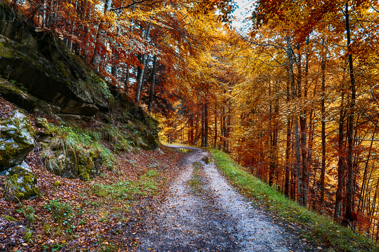 Bosque de Irati en Navarra (Istockphoto)