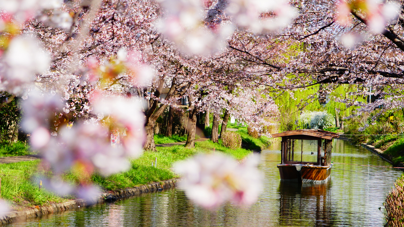 Cerezo en flor en Kioto, Japón